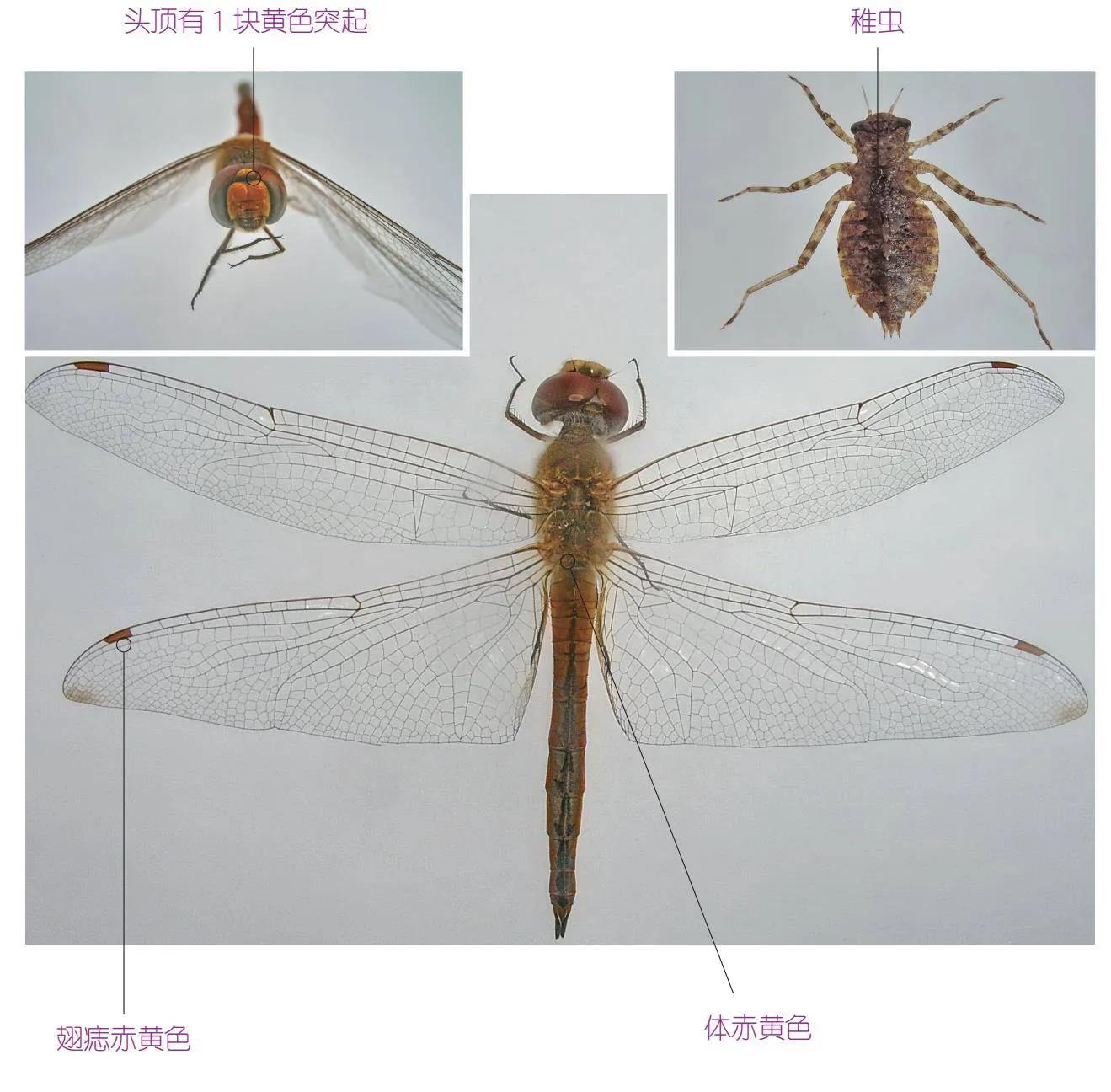 32种昆虫简介思维导图,32种食用植物
