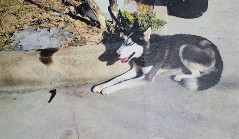 跟赛鸽比赛相比，世界杯*球赌**只能算小场面？