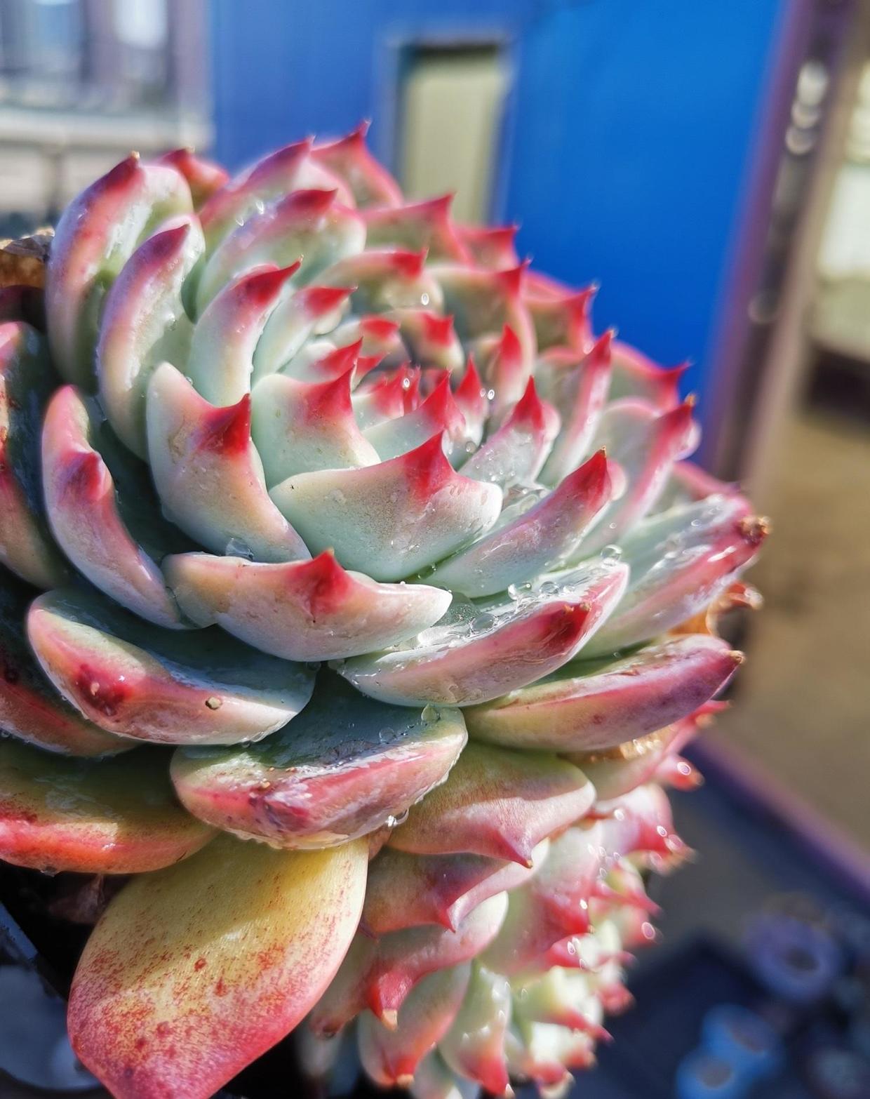 惊鸿仙子是吉娃娃的优选吗,三花吉娃娃有几种颜色