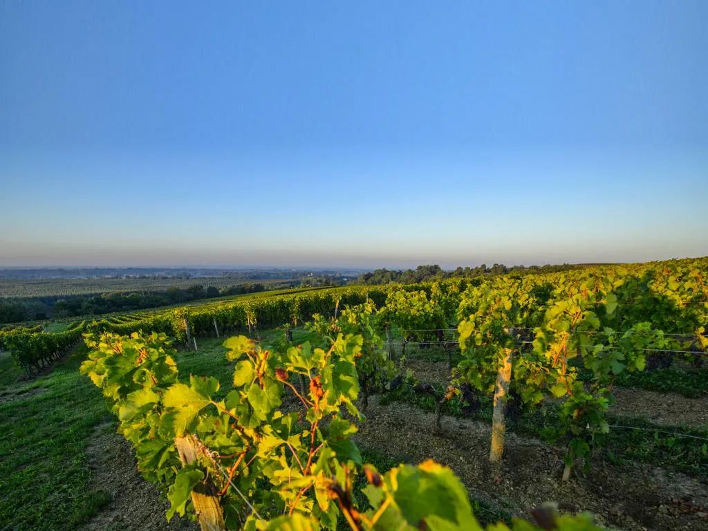 拉菲酒庄是罗斯柴尔德的嘛,拉菲罗斯柴尔德旗下酒庄