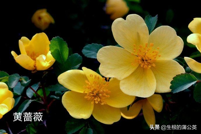 100种花草图片欣赏,50种花草图片大全