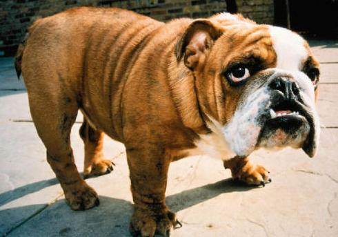 家中的法斗犬，牙齿根部变得黄黄的，这是怎么回事呢？