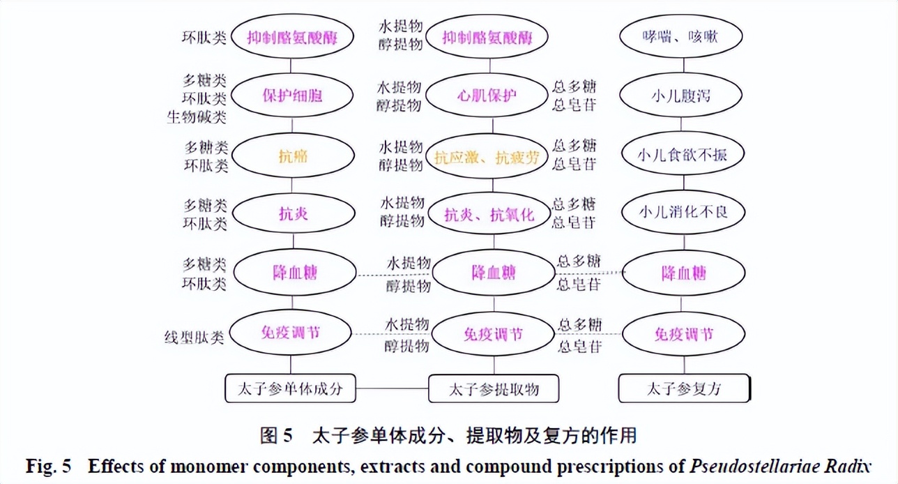 太子参的化学成分、药理作用和应用进展