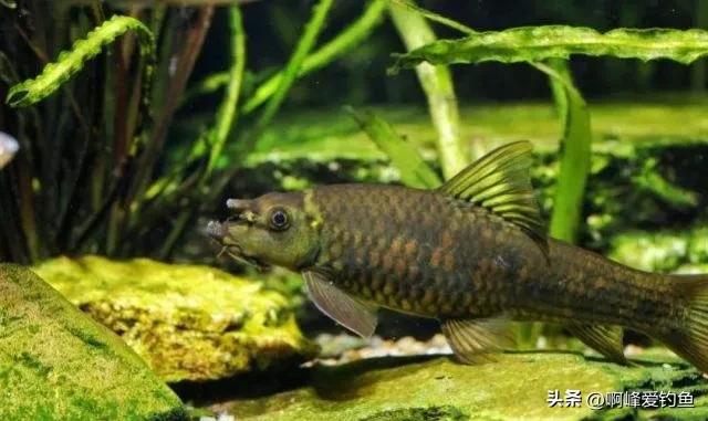 神秘“怪鱼”东方墨头鱼重新现身，曾被怀疑已经绝迹，网友：喜事