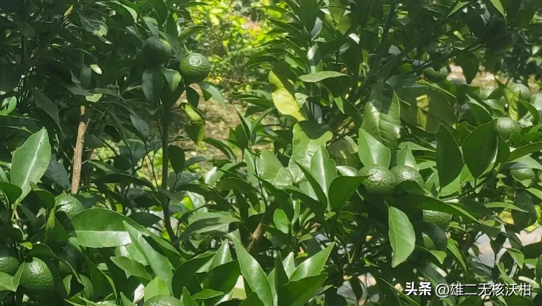 氯吡脲在柑橘上怎么使用,柑橘使用氯吡脲