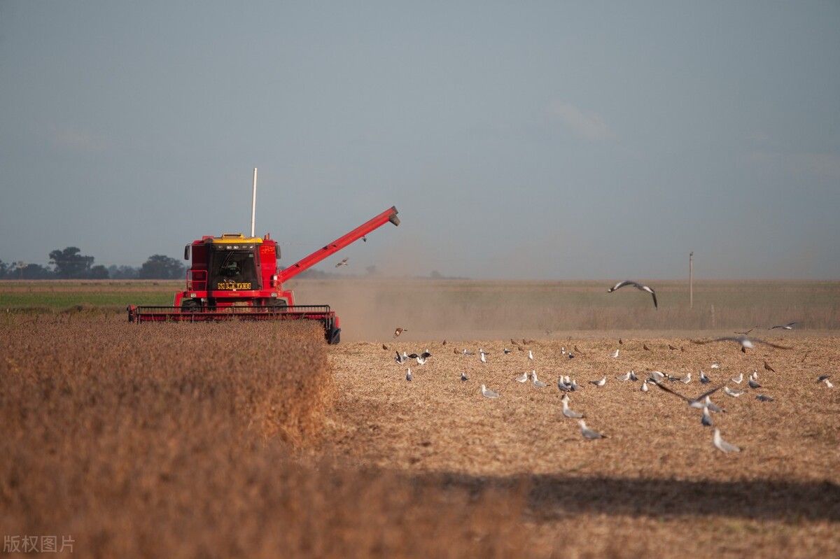 大豆破位下跌了吗,今天大豆行情是涨还是跌