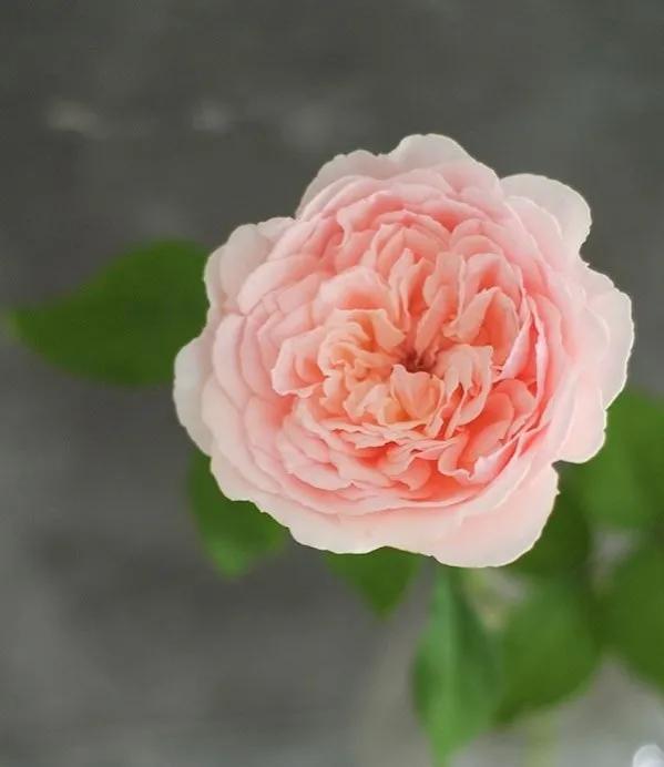 友禅系月季是什么意思,友禅系列月季怎么样