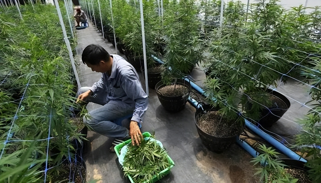 毒品合法化对底层的影响,毒品合法化对国家的危害