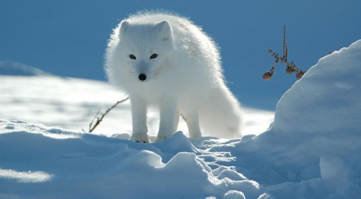 锡林河的鱼——科尔沁的少年，猎杀白狐狸