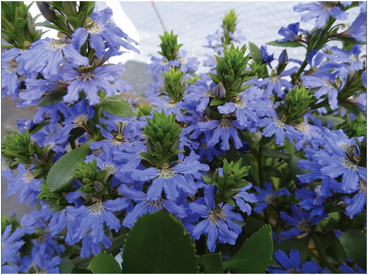 经典玫瑰品种 (玫瑰植物品种)