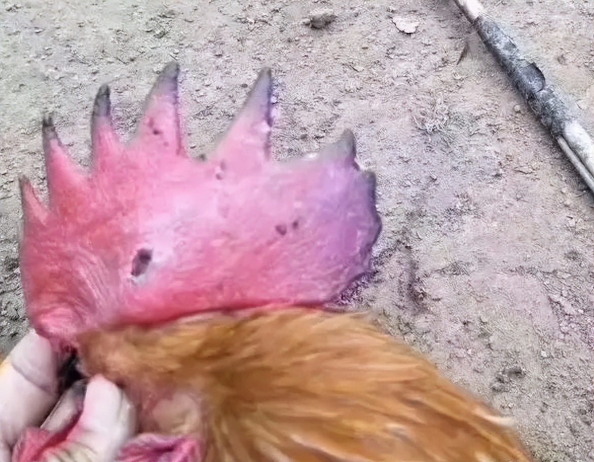 鸡喂药的时候鸡冠发黑是什么原因,鸡冠发黑是什么病用什么药