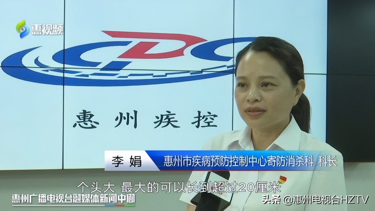 非洲大蜗牛出没雨后要小心