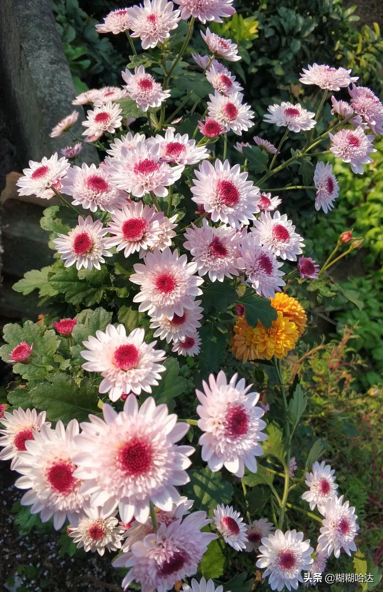 赏心悦目的花朵，风采万千，千姿百态，魅力无限，太美了