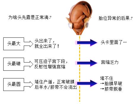 孕妈妈怎么判断胎位是正的,胎儿屁股在右侧是什么胎位