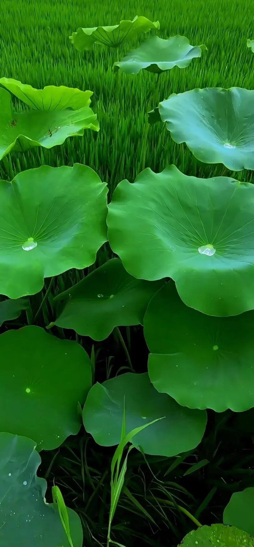 夏日美丽的荷花图片,荷花图片配上字映日荷花别样红