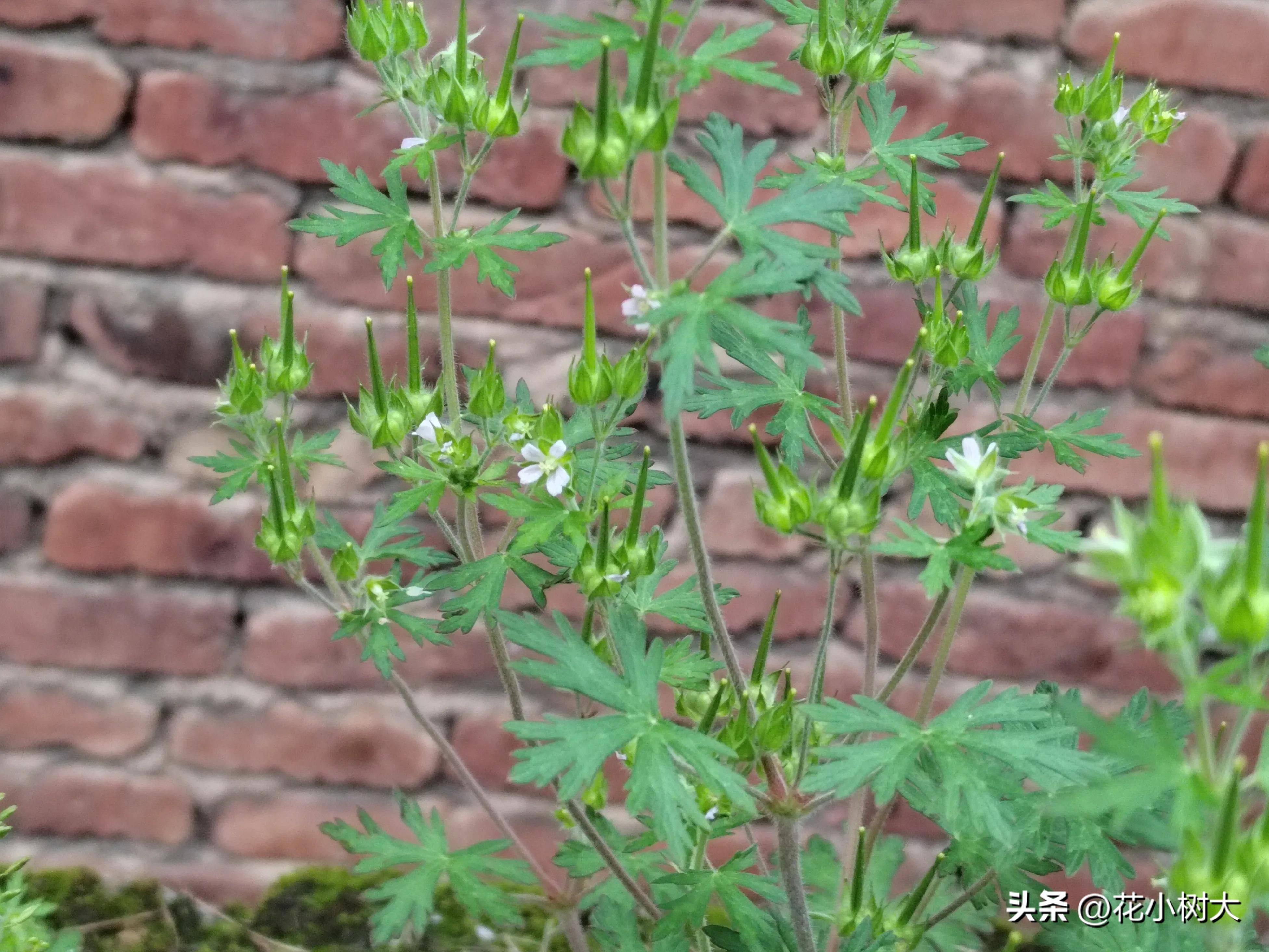 野生老鹳草苗,野生老鹳草视频