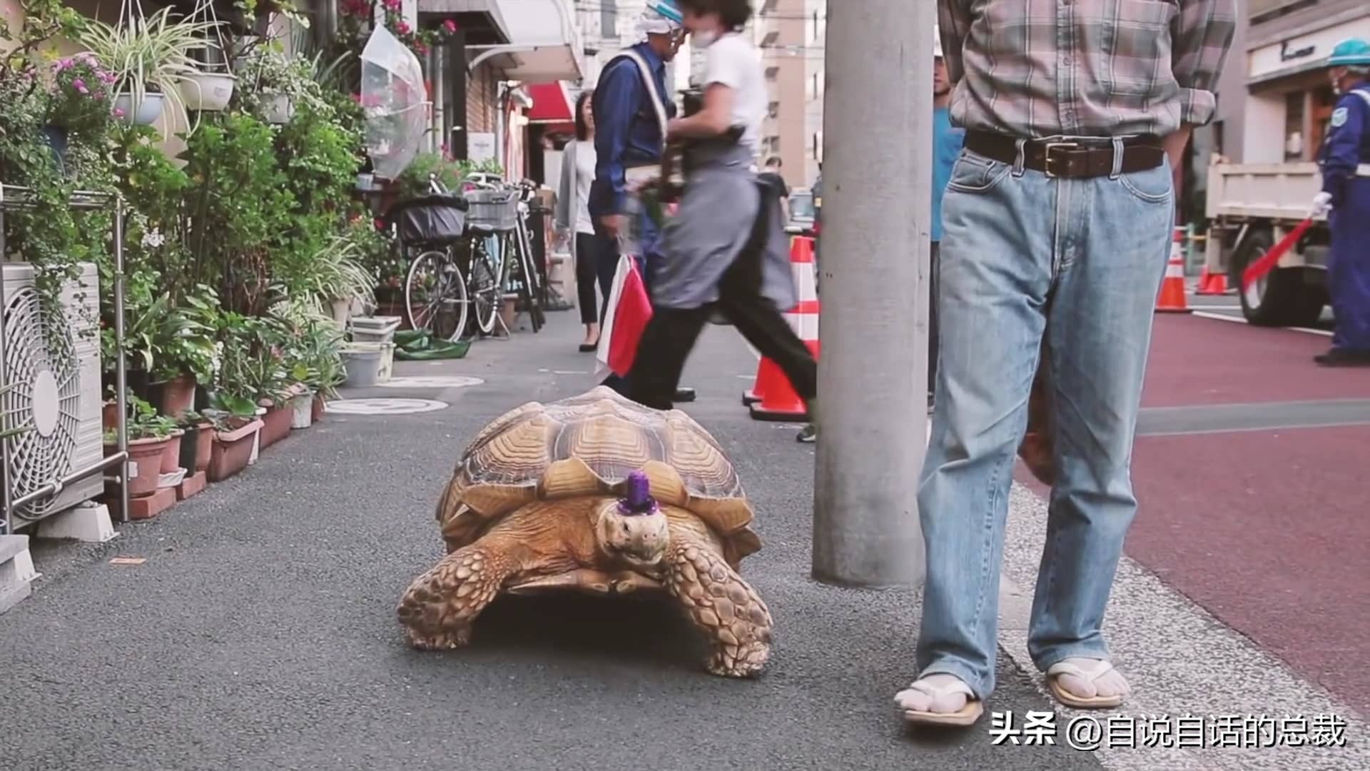 龟蛇大战,龟蛇大战故事