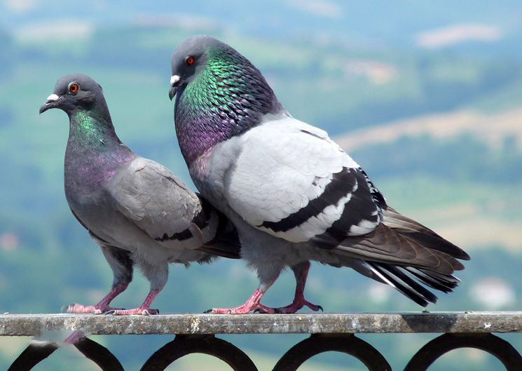 什么宠物对纯素食者最好,好养且可以食用的宠物有哪些