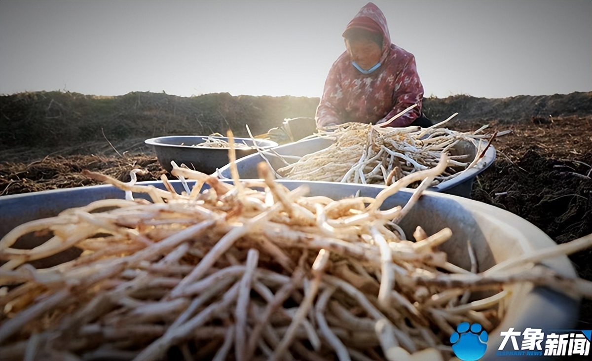 洛阳银条的做法大全,河南洛阳特别美食