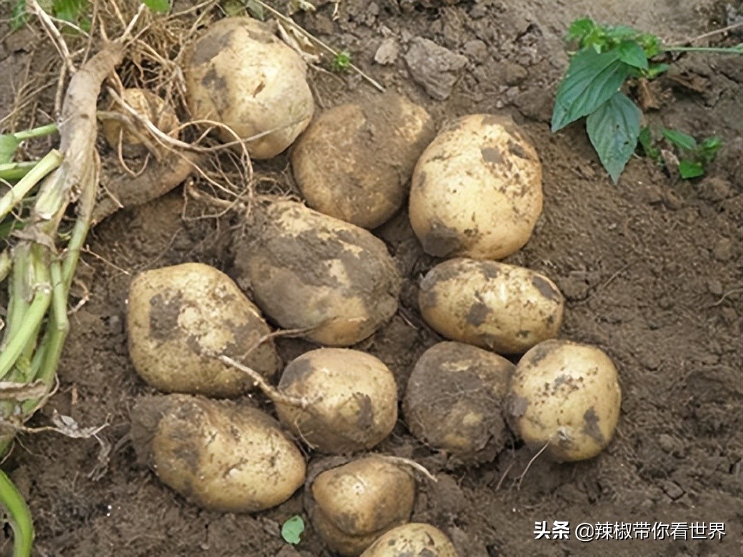 美在黑龙江：走进诗意山水之齐齐哈尔这里是世界大湿地中国鹤家乡