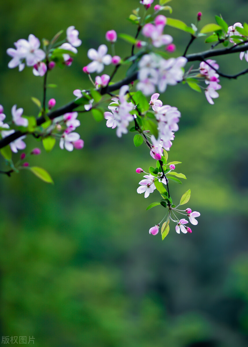 成都春天超美的地方,成都现在风景最美的地方