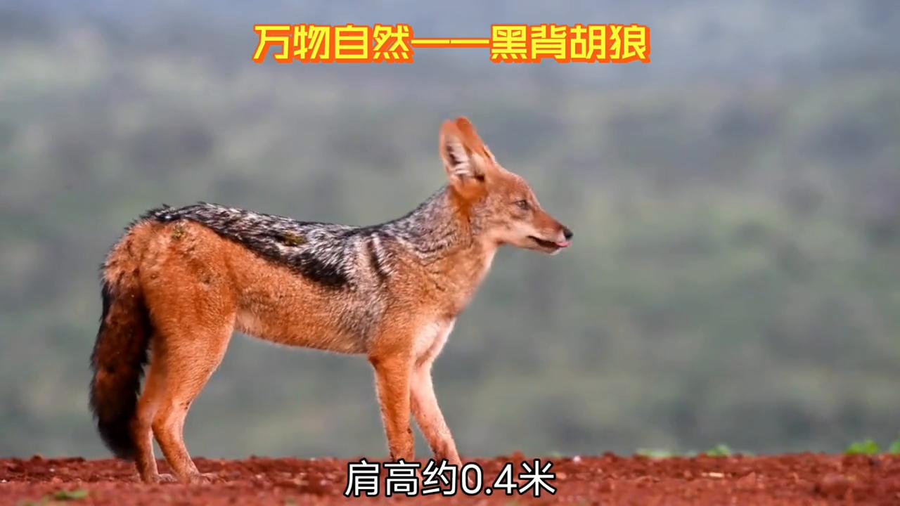 野生动物世界视频胡狼,圣地亚哥野生动物园黑背胡狼