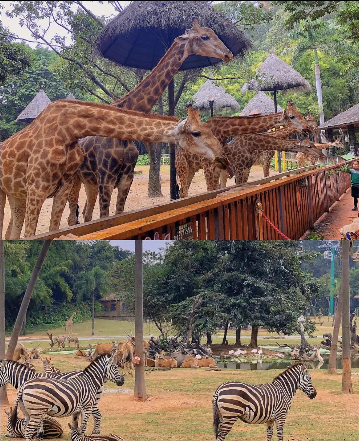 香江野生动物园和长隆野生动物园,广州长隆野生动物园可以开车进吗