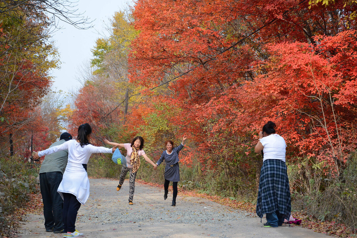悄悄凋零的花瓣飘然落下的叶片压弯枝头的石榴