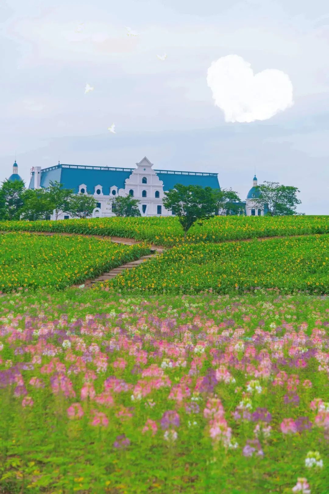 花田小镇爱丽丝,8000亩花田小镇