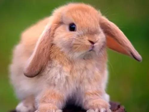 适合养在家里的小宠物兔子,可爱的小兔子宠物怎么养