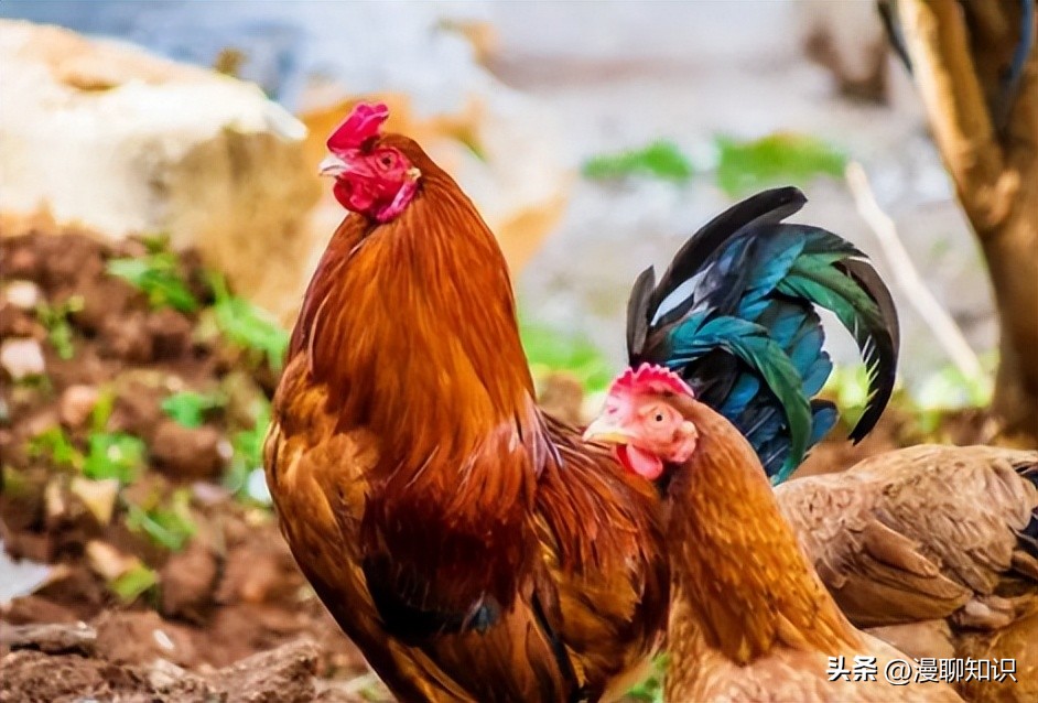 鸡沙门菌能引起鸡白痢吗,鸡白痢沙门氏菌病的研究进展