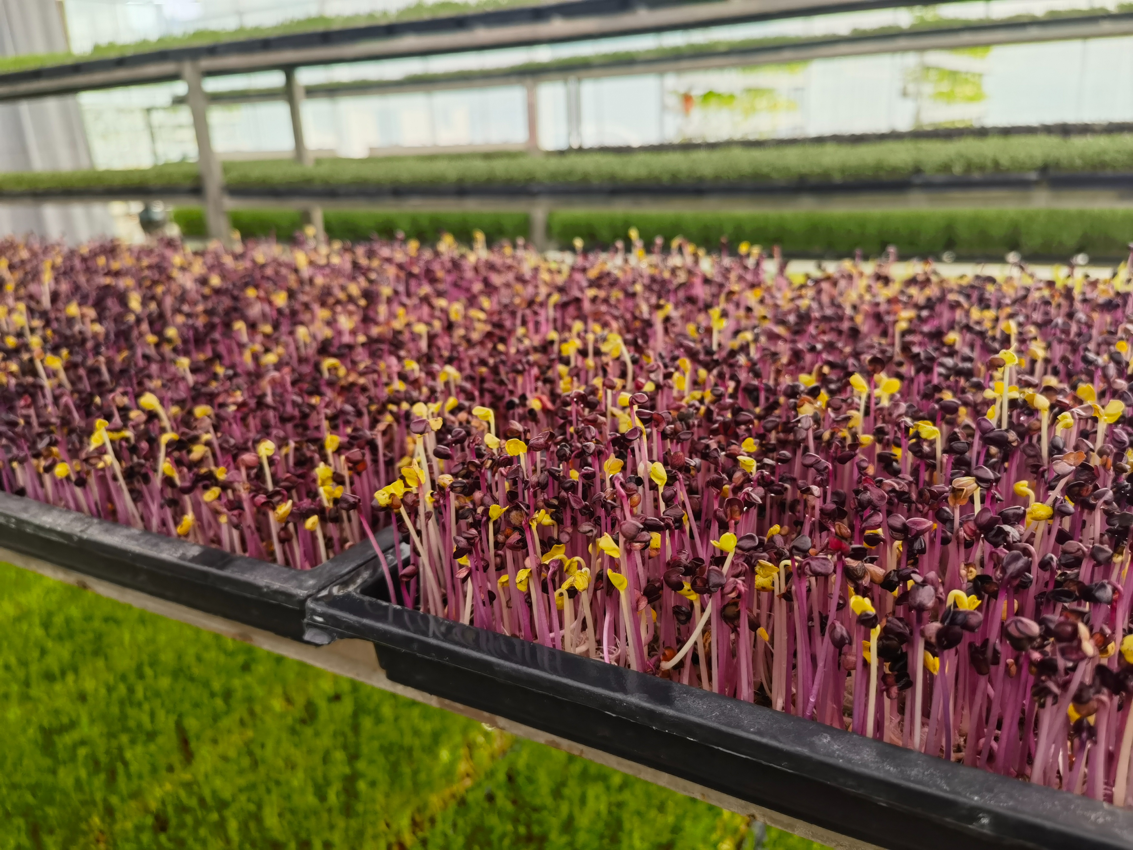 种植芽苗菜加盟,芽苗菜种植前景及利润