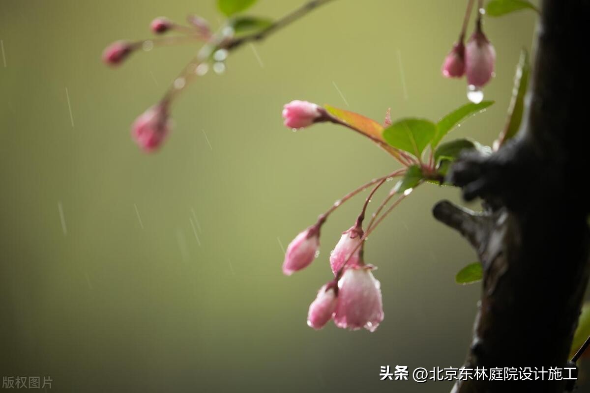 雨天怎么给植物光照,下雨天如何帮植物挡雨