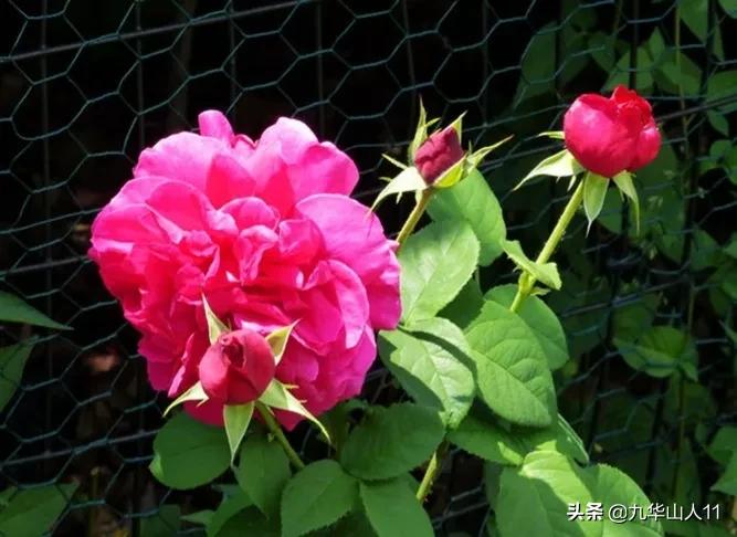 常见丰花月季品种一览,阳台盆栽丰花月季什么品种最好