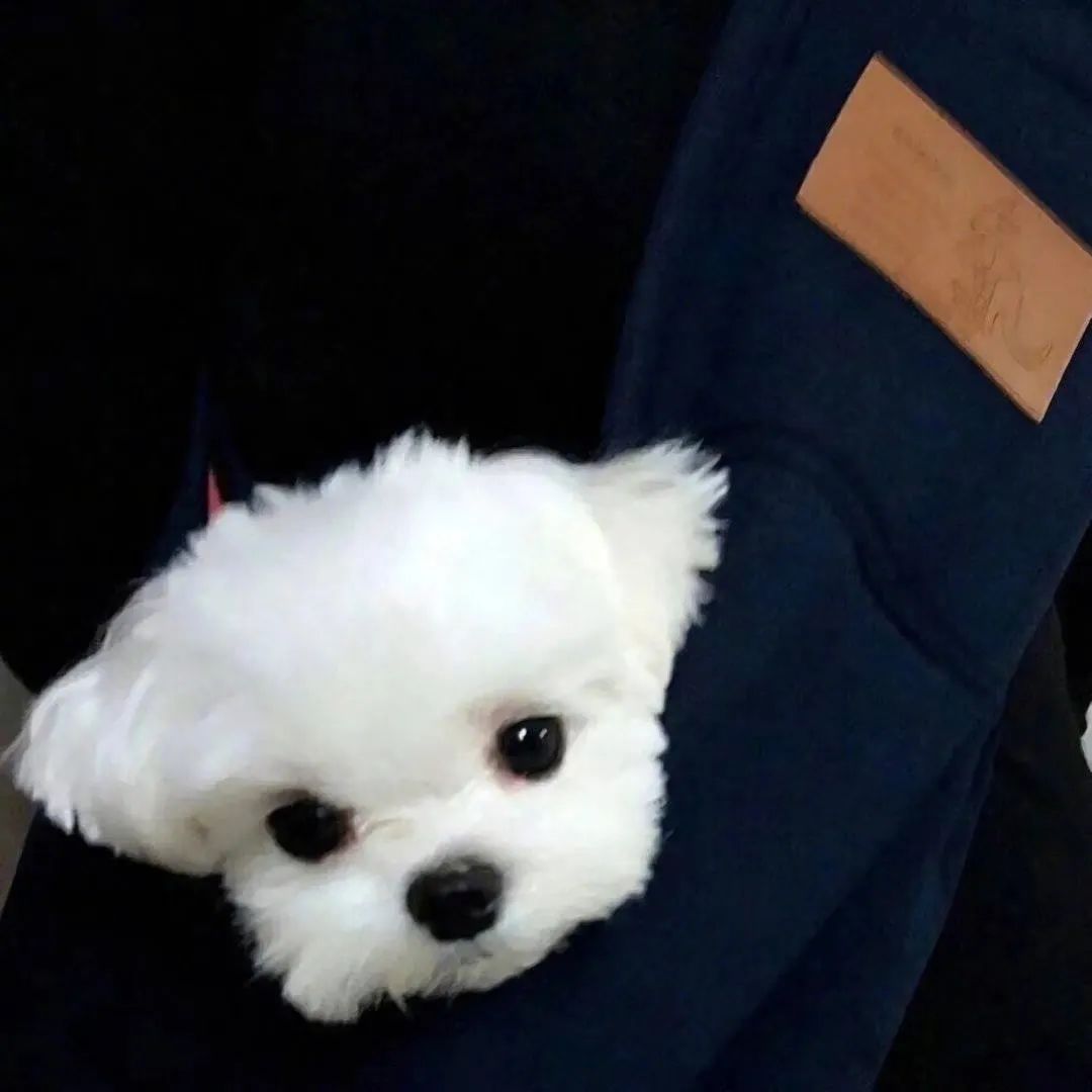 抖音网红动漫头像,抖音怎么拍动漫头像