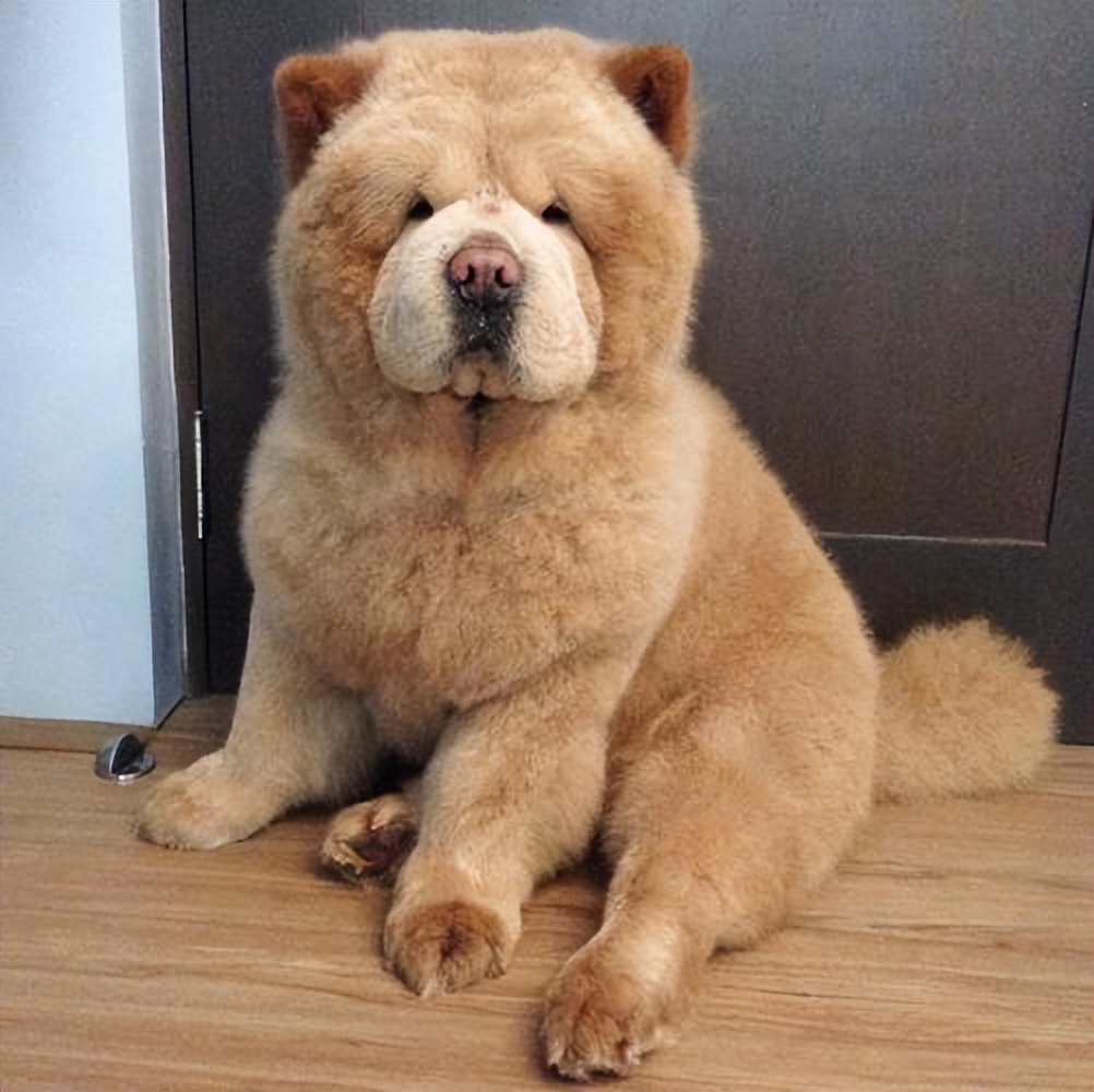 松狮犬白送都不养，太难“驾驭”了