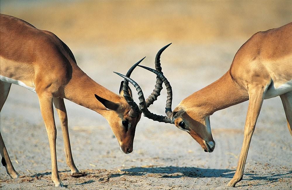 为什么动物都会定期发情，人类女性却要隐藏“发情期”？