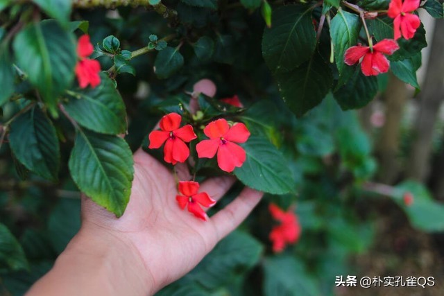 凤仙花种子,凤仙花怎么养