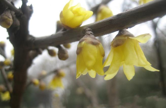 蜡梅还是腊梅小学三年级,蜡梅还是腊梅这些语文常识别弄错