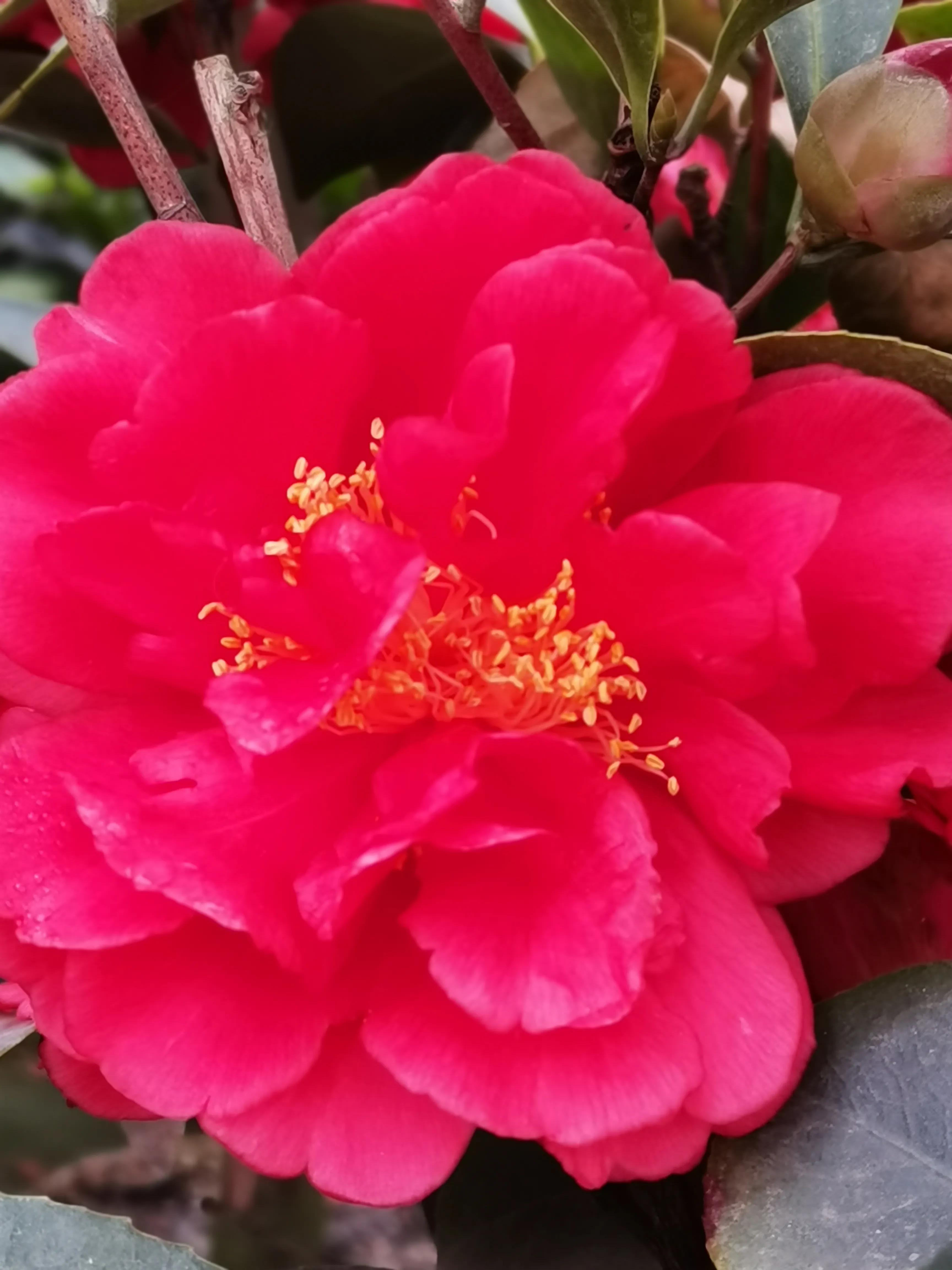 阴雨雾霾天逛月亮湾花市，郁闷不见了，心情舒朗愉悦