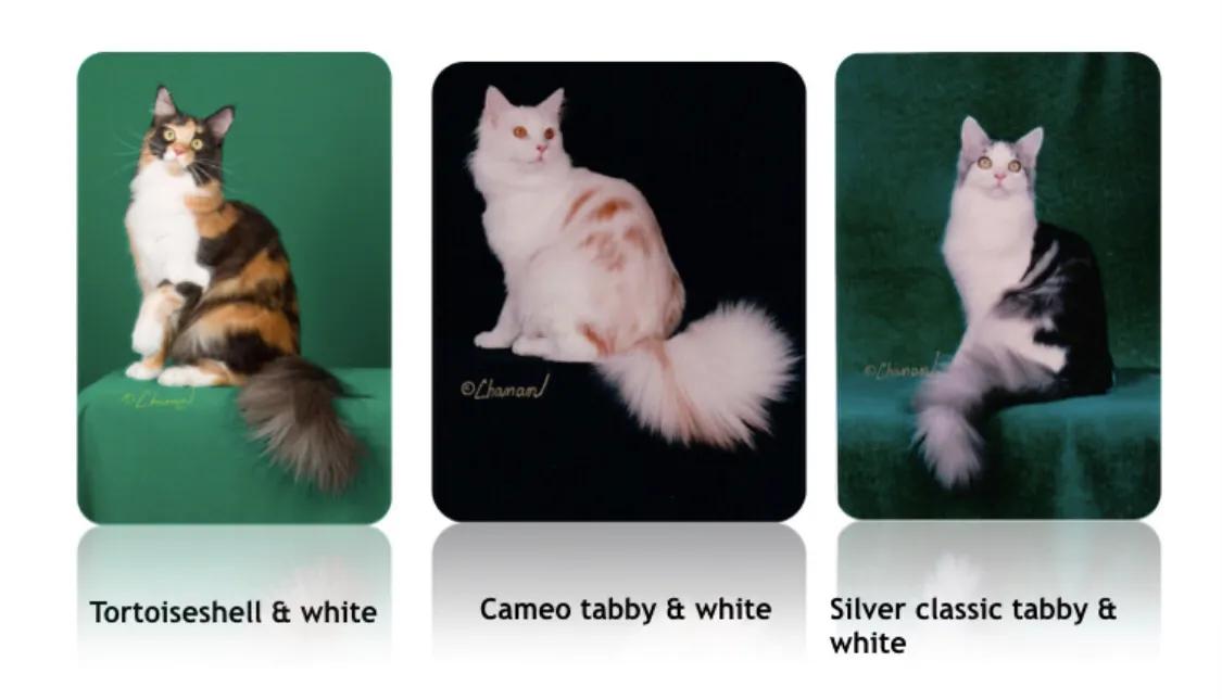 重点布偶和蓝白会配出缅因吗,天选猫耳为什么这么贵