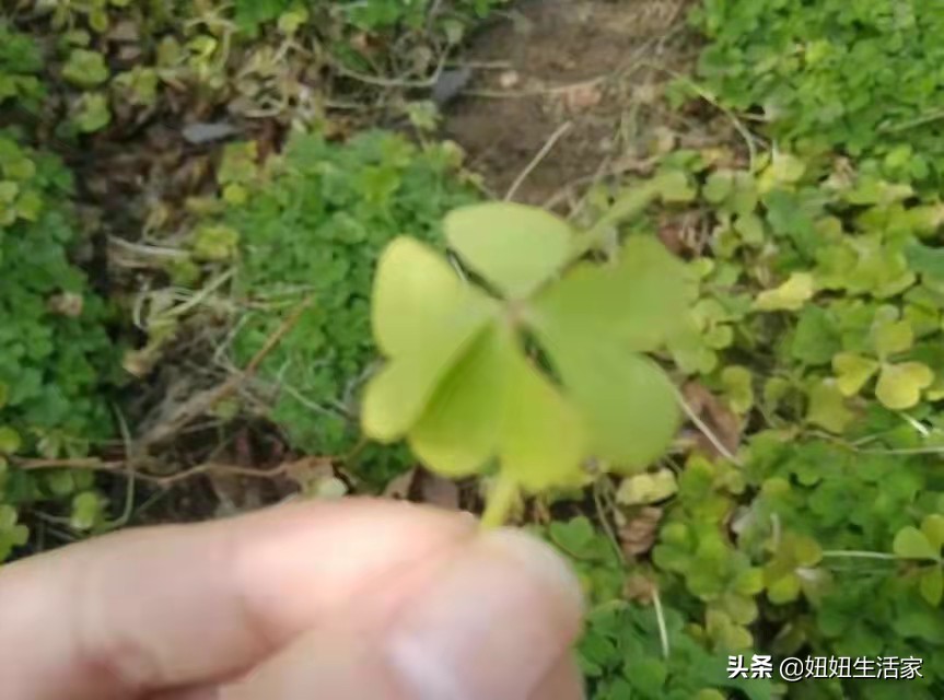 平凡却不失浪漫的爱情,平凡的爱情却总那么细腻