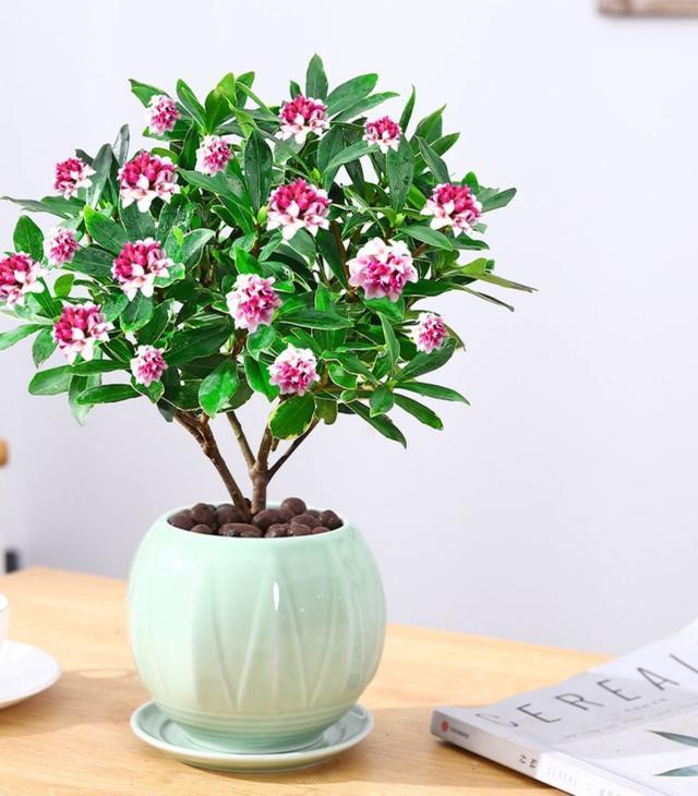 十种花不宜在室内养,这4种花最好别养在室内