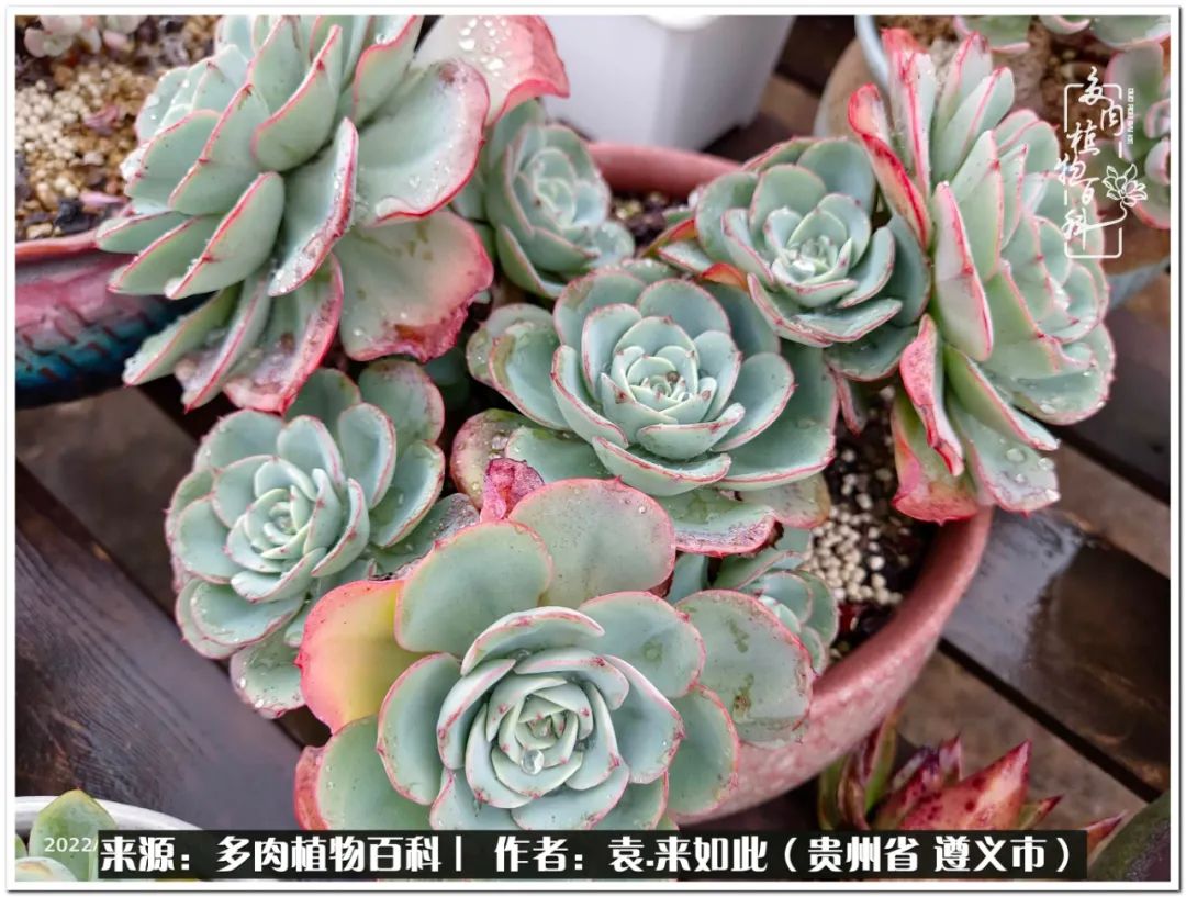 多肉和鲜花并存更养眼,最养眼的多肉品种