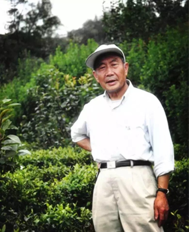 比龙井好喝的茶是什么茶叶,比龙井好的茶有哪些