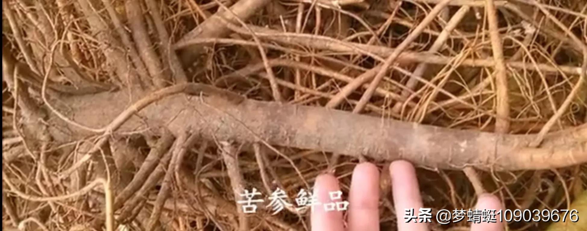 振东制药产品目录,深入解盘