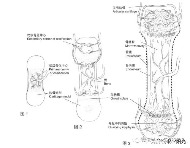 犬解剖图手绘,犬解剖生理3d图