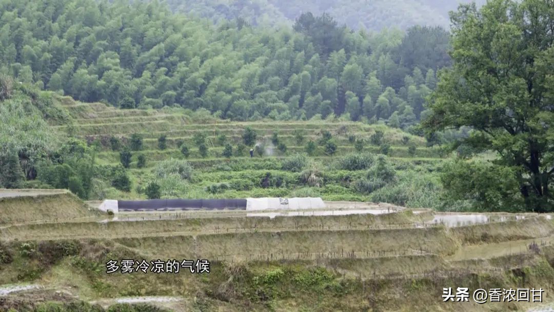 金鸡鲍鱼汤,滋补养生老鹅炖牛鞭