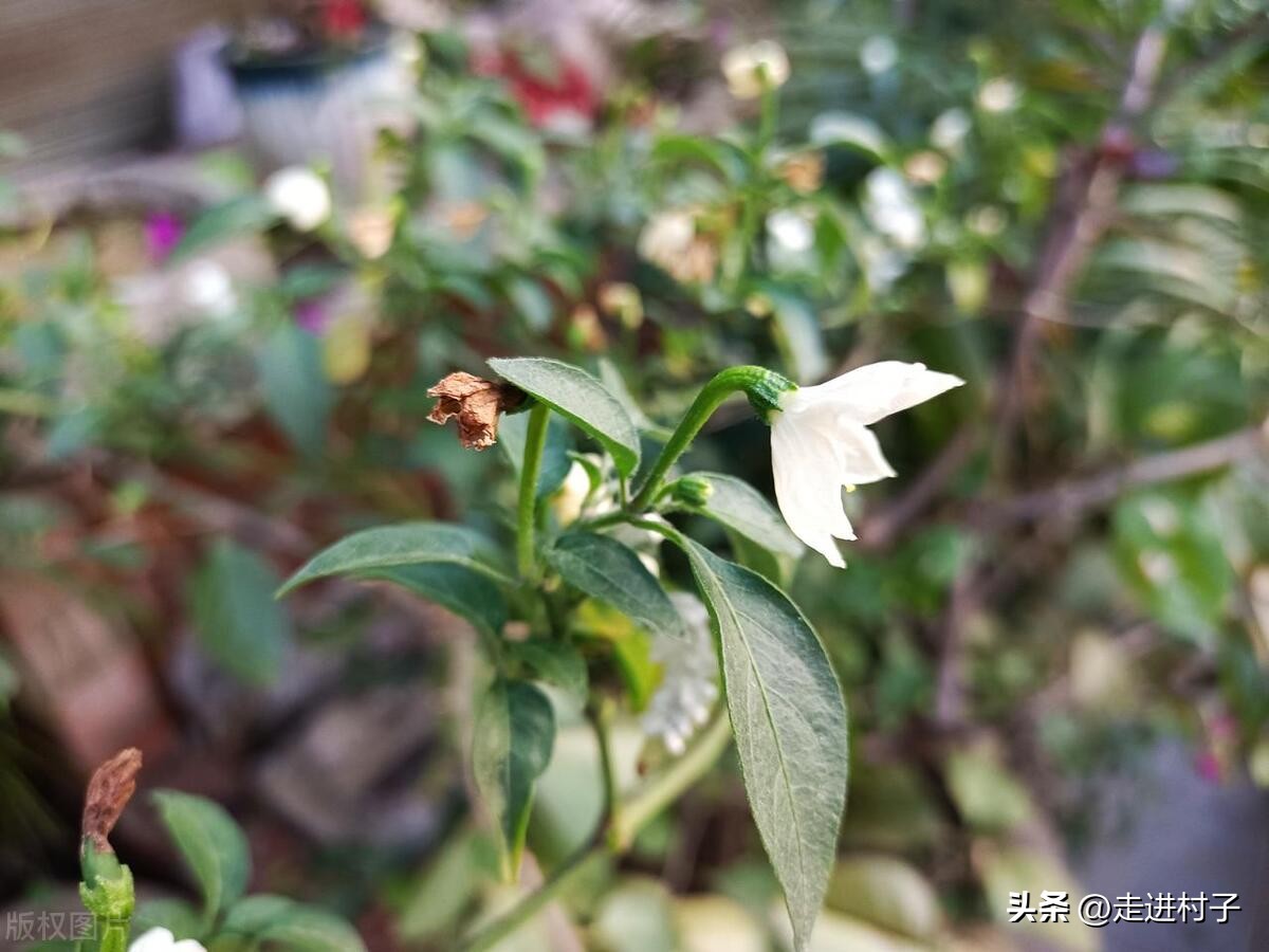 辣椒开花施什么肥教程,辣椒花只开花不结辣椒