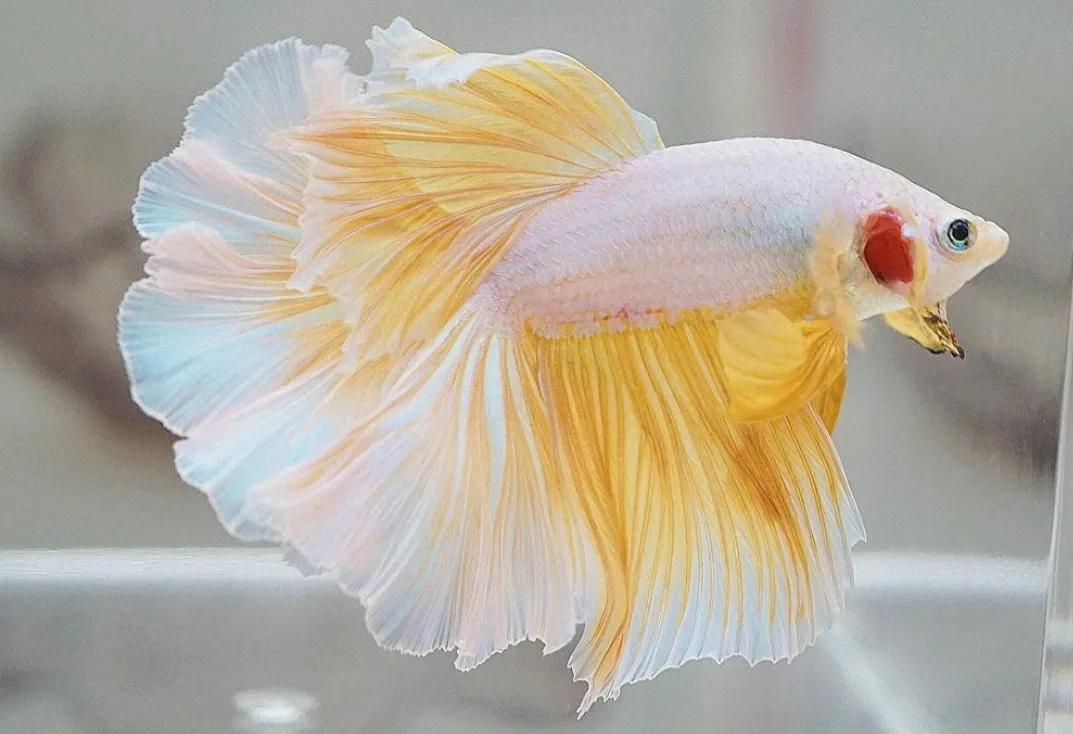 泰国斗鱼vs泰国斗鱼,泰国斗鱼和中国斗鱼为什么不一样